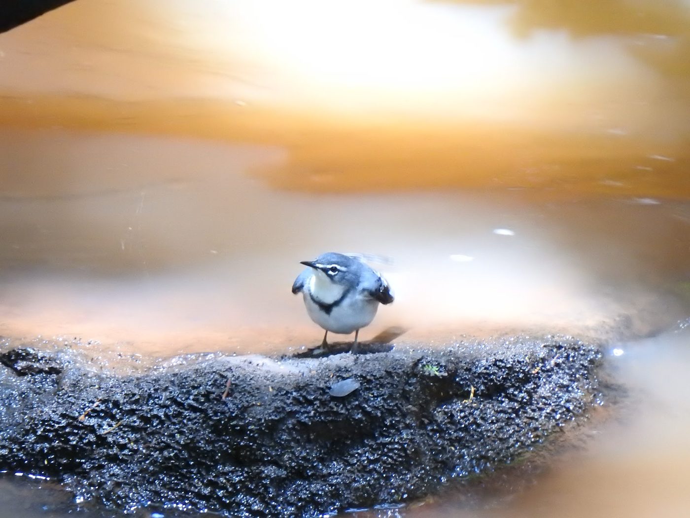 A mountain wagtail on a rock