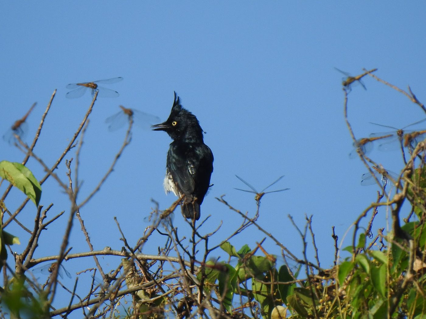 A black-and-white shrike-flycatcher perched, with dragonflies