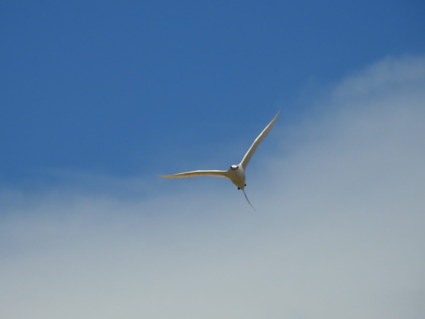 A red-tailed tropicbird in flight